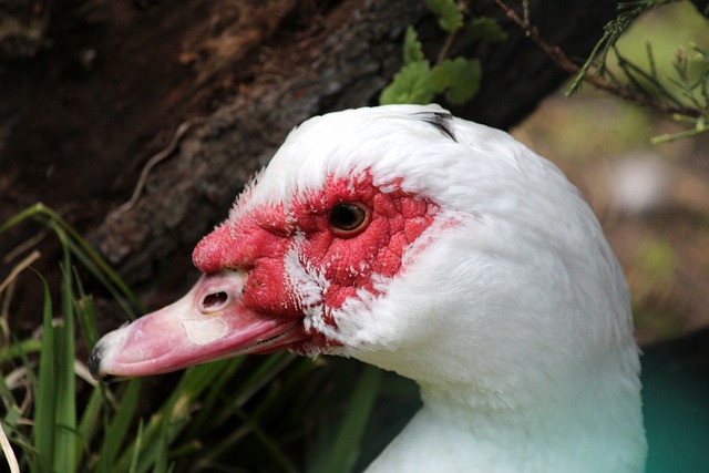 多的罚球机 多的罚球机